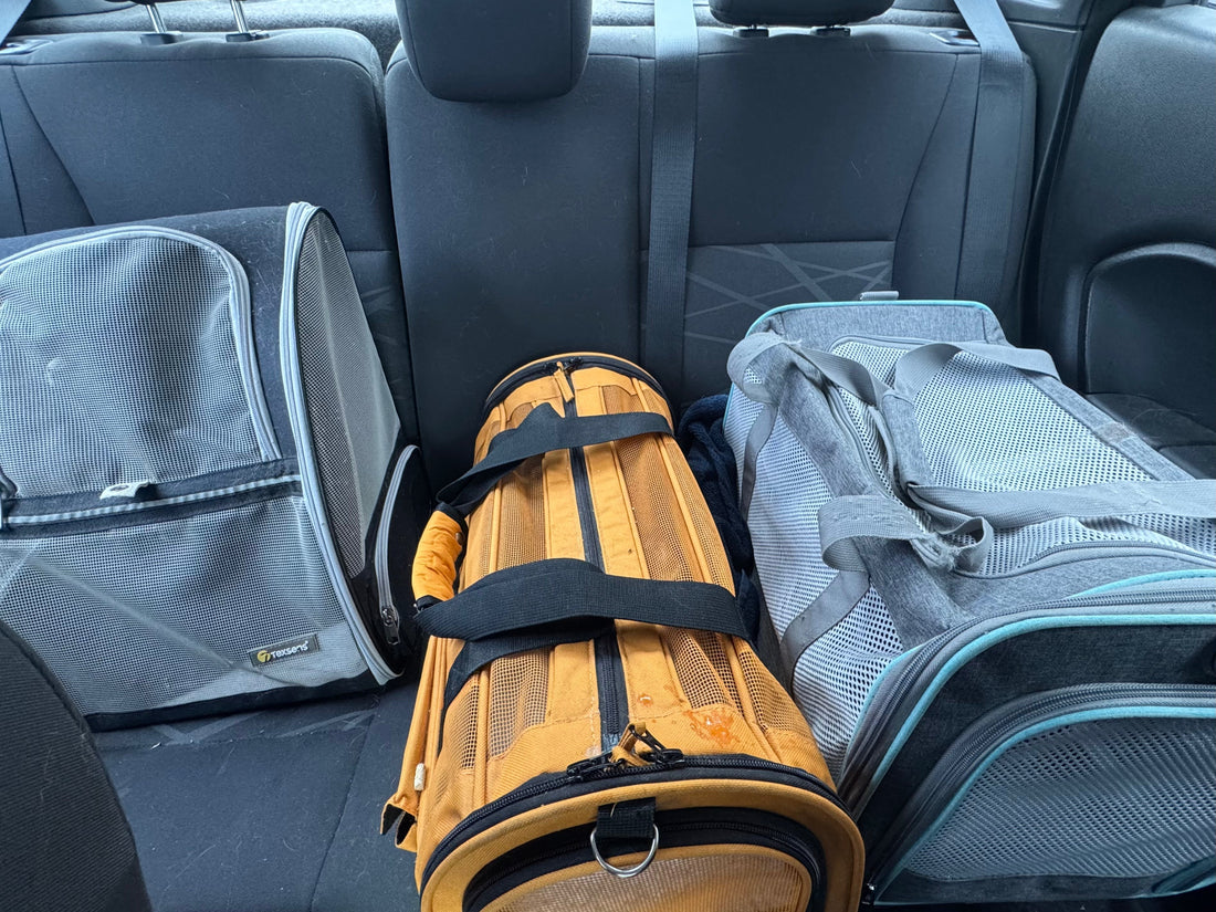 How Free Vet Services Help Us Save More Cats