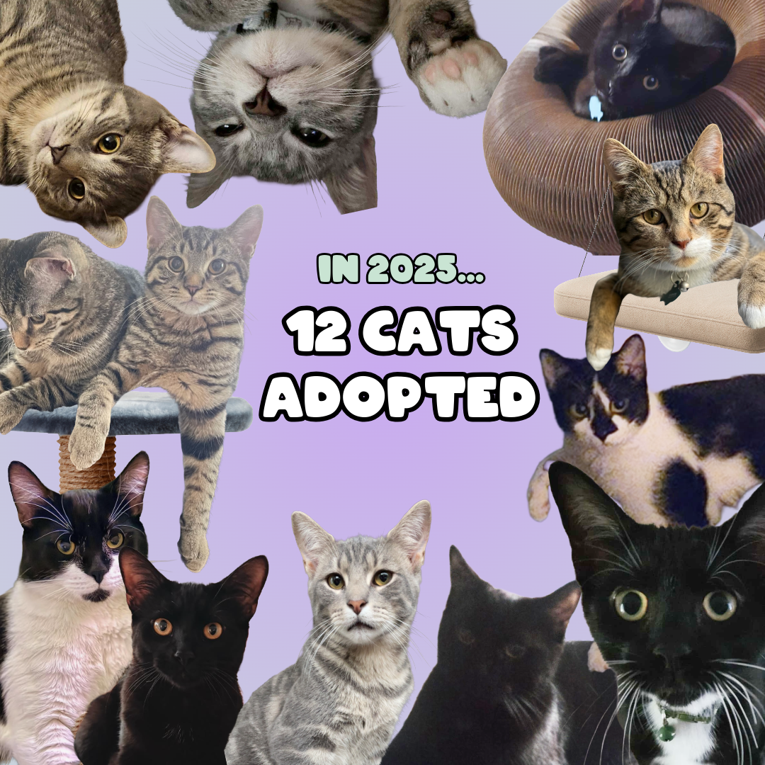 2025 at Allies Cat House