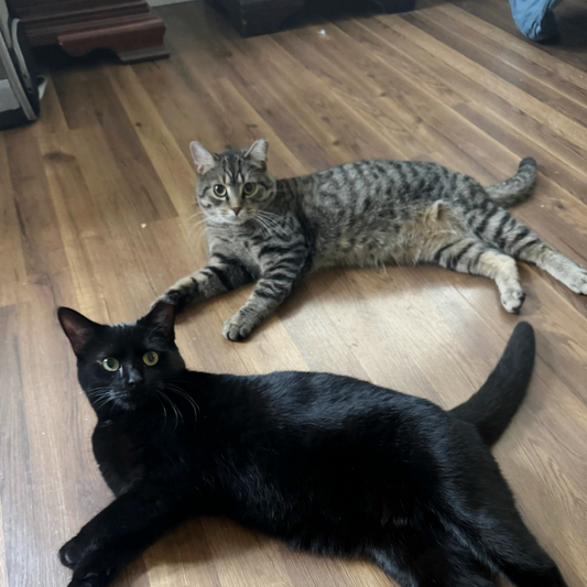 Why We Chose Patience Over TNR