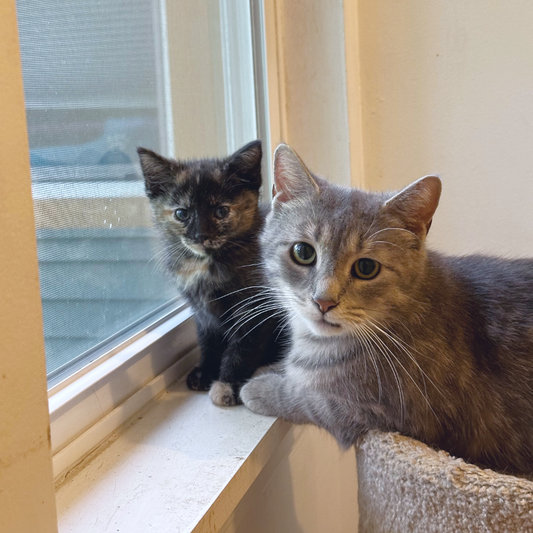 Our Latest Rescue Adventure: 4 Tiny Tails